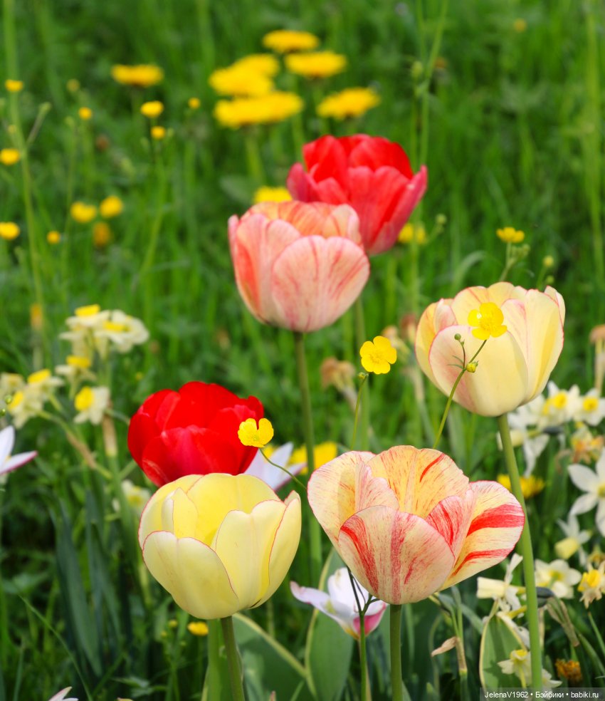 Мийская весна — Куклы Nines d'Onil (Нинес): Миа (Mia)