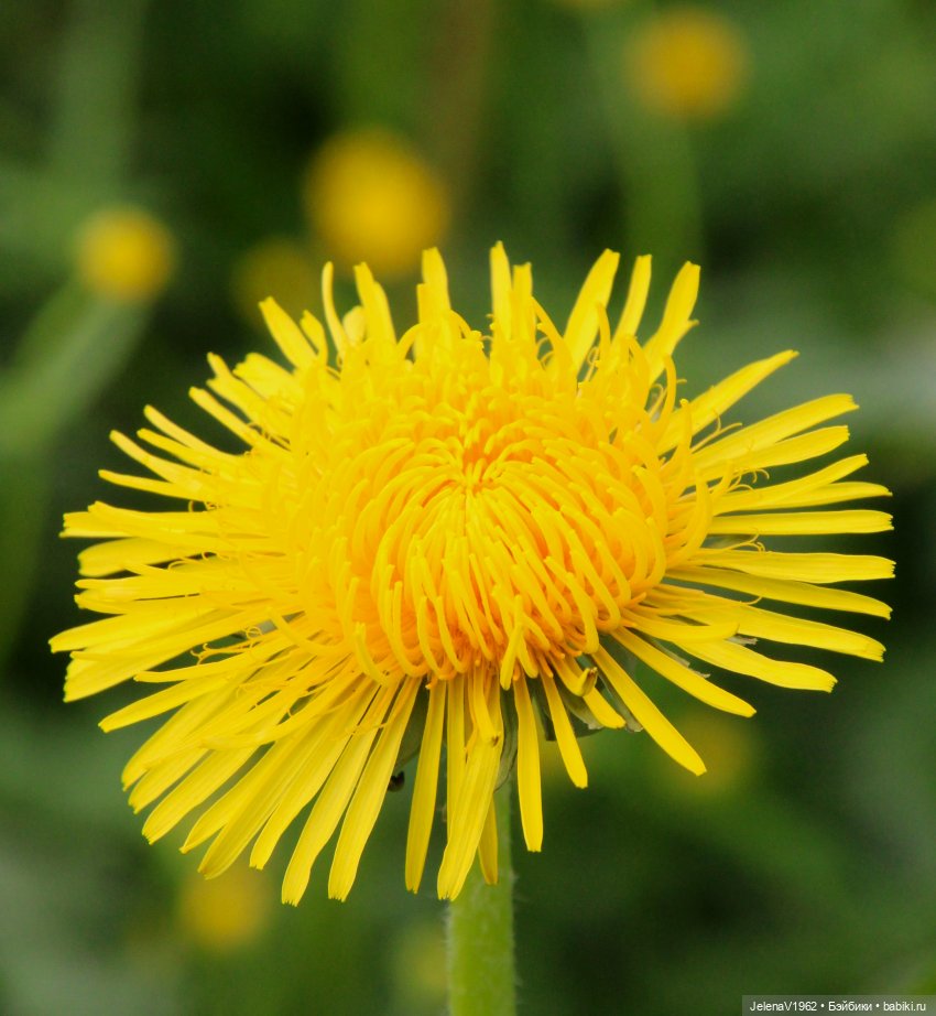 Мийская весна — Куклы Nines d'Onil (Нинес): Миа (Mia)