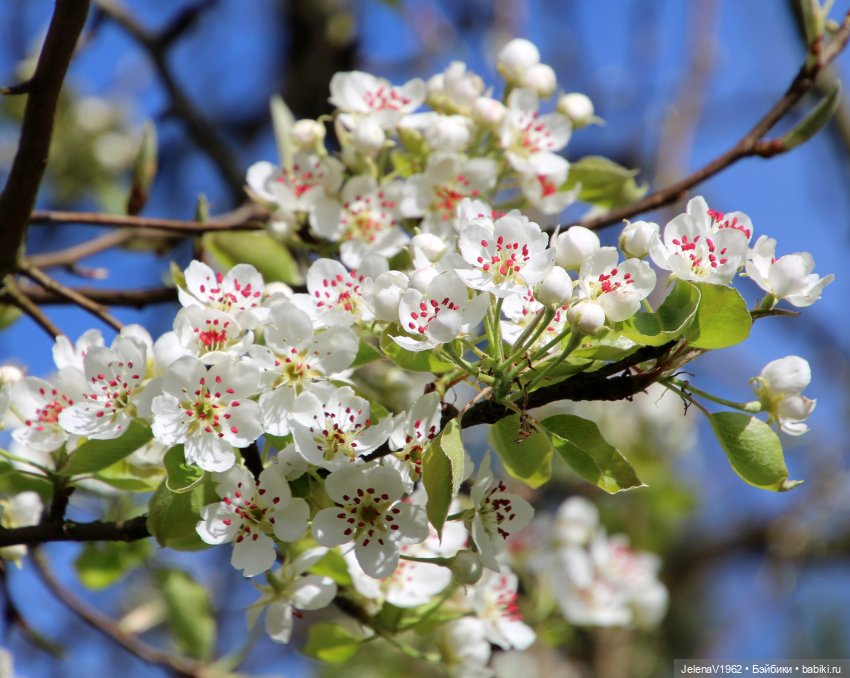 Мийская весна — Куклы Nines d'Onil (Нинес): Миа (Mia) (фото 8)