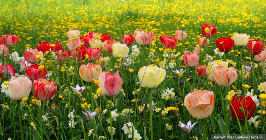 Мийская весна — Куклы Nines d'Onil (Нинес): Миа (Mia)