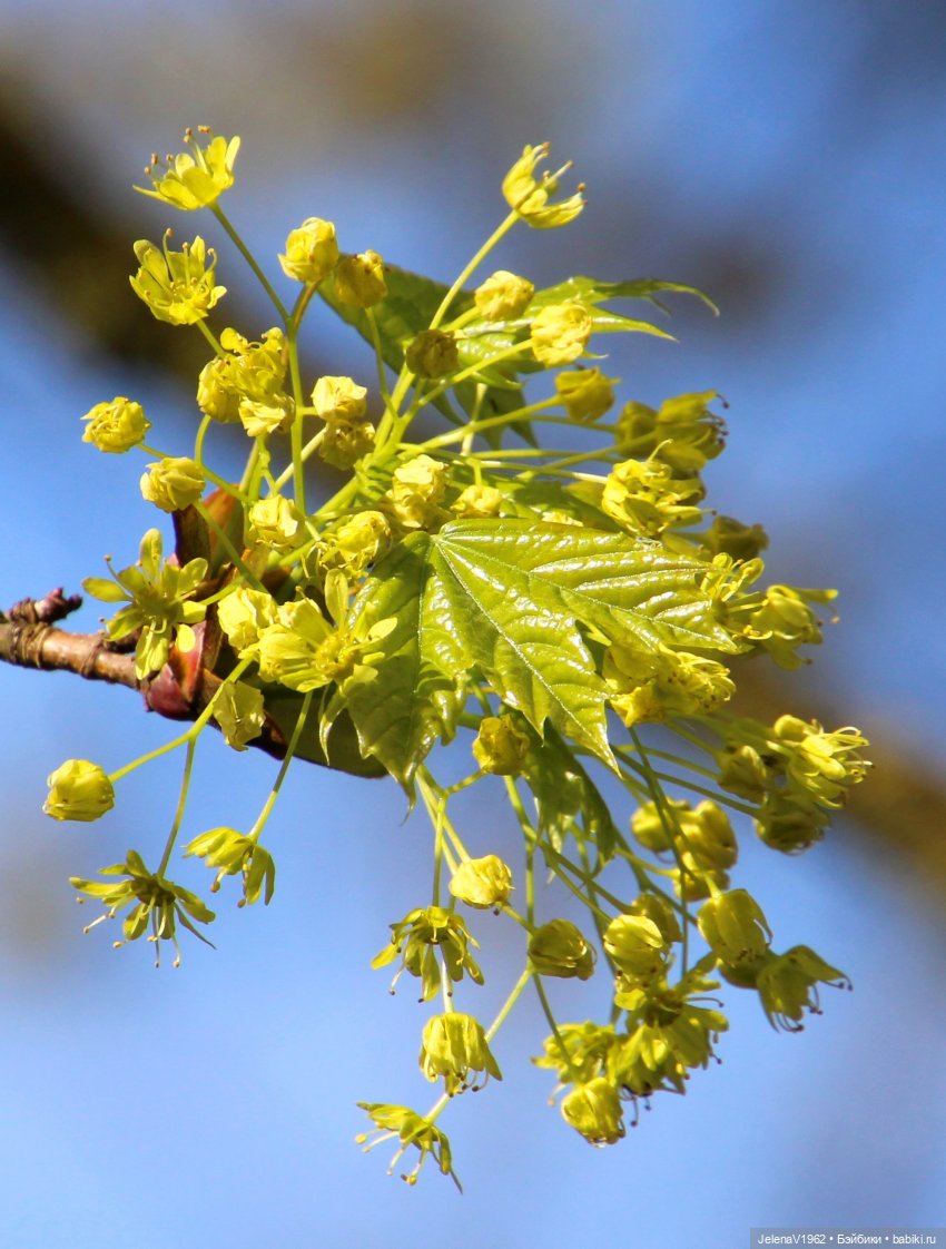 Мийская весна — Куклы Nines d'Onil (Нинес): Миа (Mia)