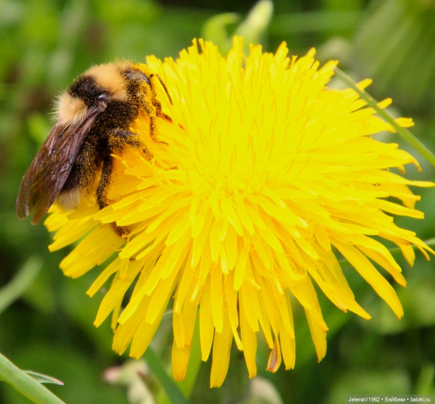 Мийская весна — Куклы Nines d'Onil (Нинес): Миа (Mia)