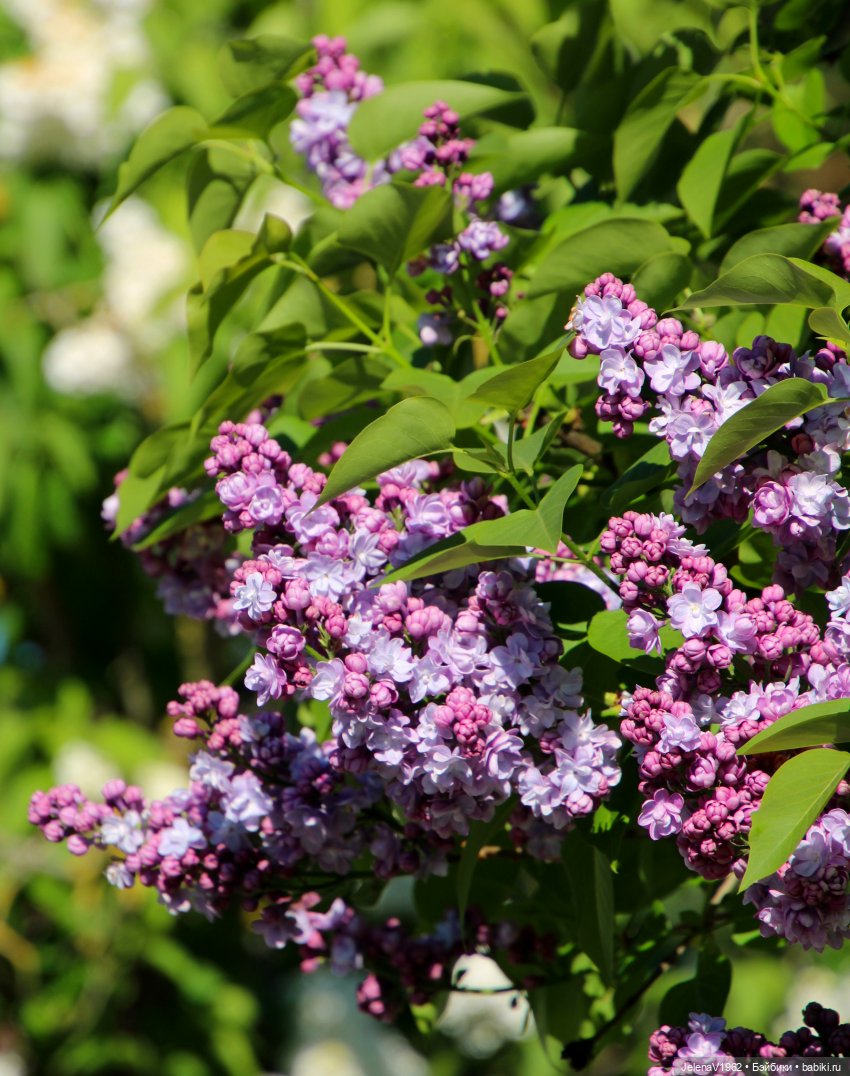 Мийская весна — Куклы Nines d'Onil (Нинес): Миа (Mia)