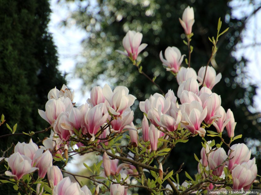 Мийская весна — Куклы Nines d'Onil (Нинес): Миа (Mia) (фото 6)