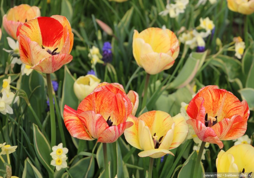 Мийская весна — Куклы Nines d'Onil (Нинес): Миа (Mia)