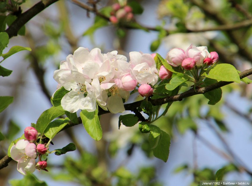 Мийская весна — Куклы Nines d'Onil (Нинес): Миа (Mia) (фото 5)