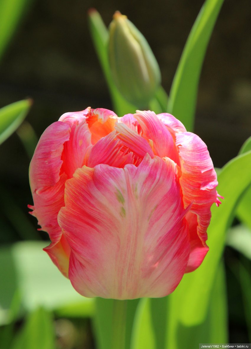 Мийская весна — Куклы Nines d'Onil (Нинес): Миа (Mia) (фото 3)