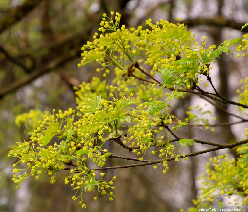 Мийская весна — Куклы Nines d'Onil (Нинес): Миа (Mia)