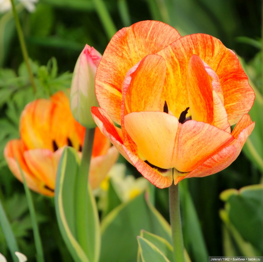 Мийская весна — Куклы Nines d'Onil (Нинес): Миа (Mia)