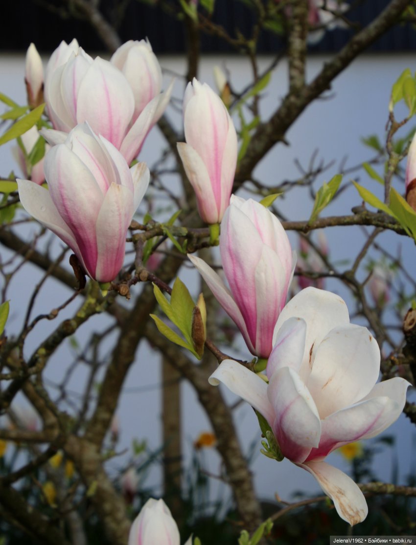 Мийская весна — Куклы Nines d'Onil (Нинес): Миа (Mia) (фото 7)