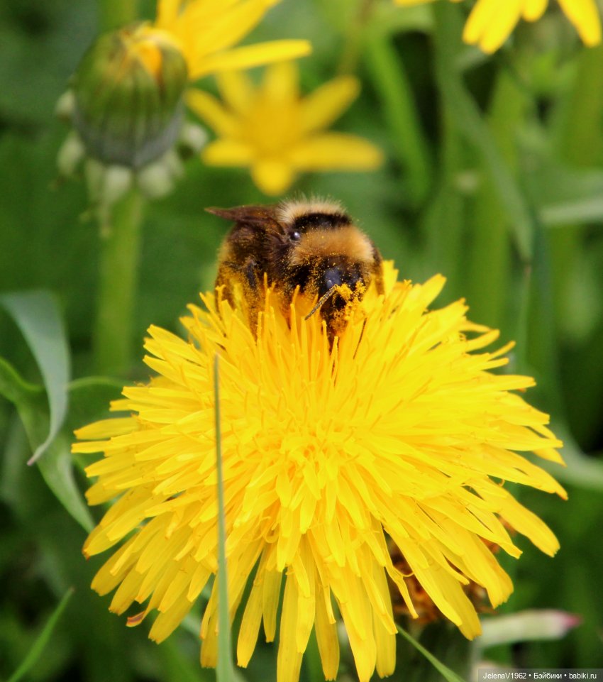 Мийская весна — Куклы Nines d'Onil (Нинес): Миа (Mia)