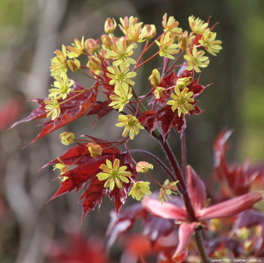 Мийская весна — Куклы Nines d'Onil (Нинес): Миа (Mia)