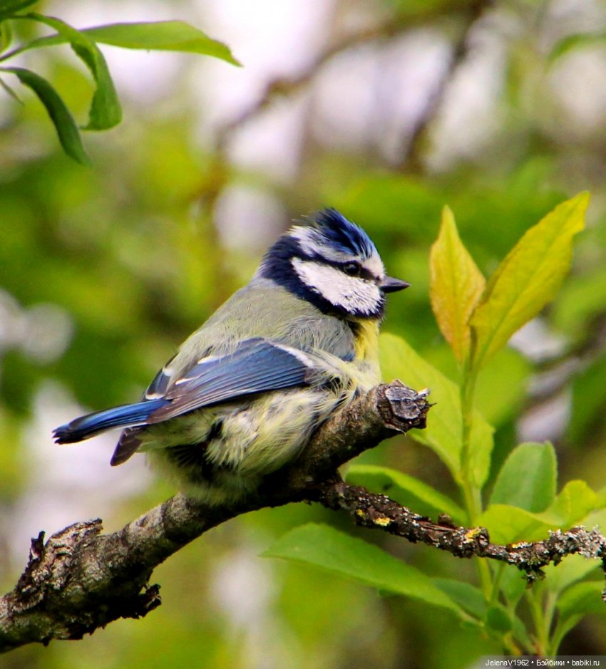 Куклы Хайди Отт и птицы в нашем городе