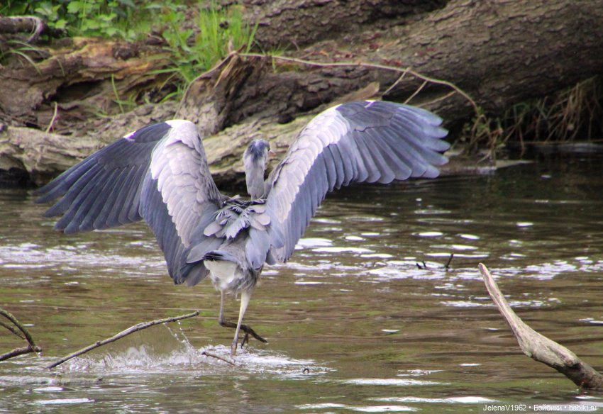 Куклы Хайди Отт и птицы в нашем городе