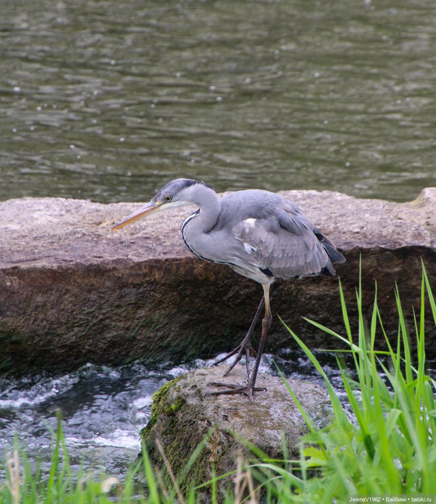 Куклы Хайди Отт и птицы в нашем городе