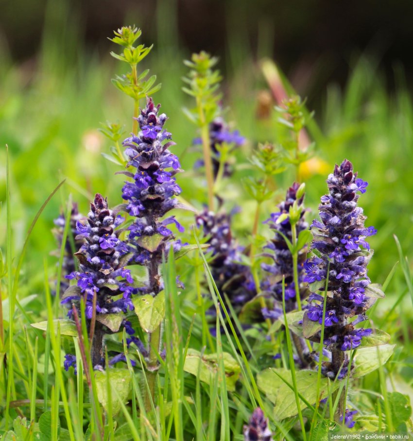 Куклы Хайди Отт и птицы в нашем городе