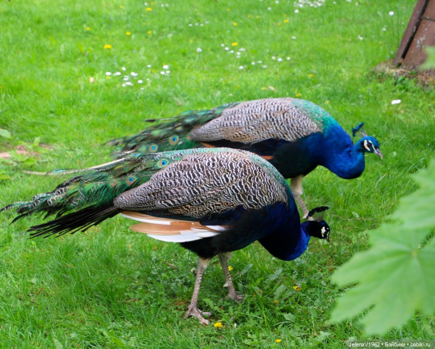 Куклы Хайди Отт и птицы в нашем городе
