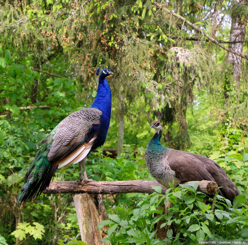 Куклы Хайди Отт и птицы в нашем городе