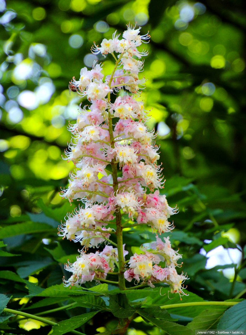 Куклы Хайди Отт и птицы в нашем городе