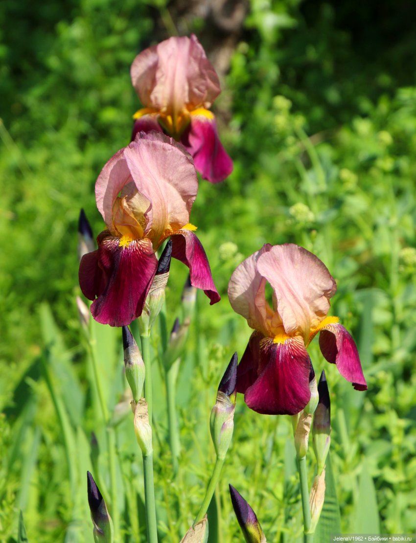 Куклы Хайди Отт и птицы в нашем городе