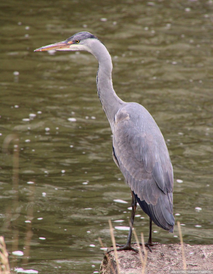 Куклы Хайди Отт и птицы в нашем городе