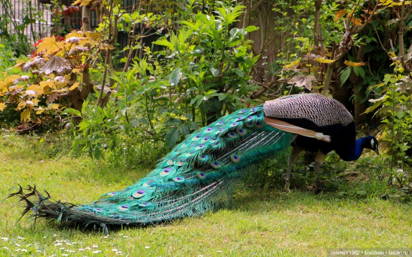 Куклы Хайди Отт и птицы в нашем городе