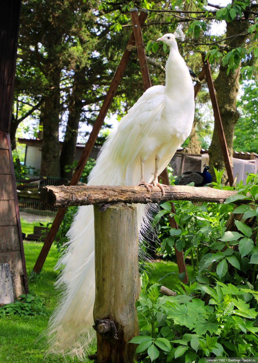 Куклы Хайди Отт и птицы в нашем городе