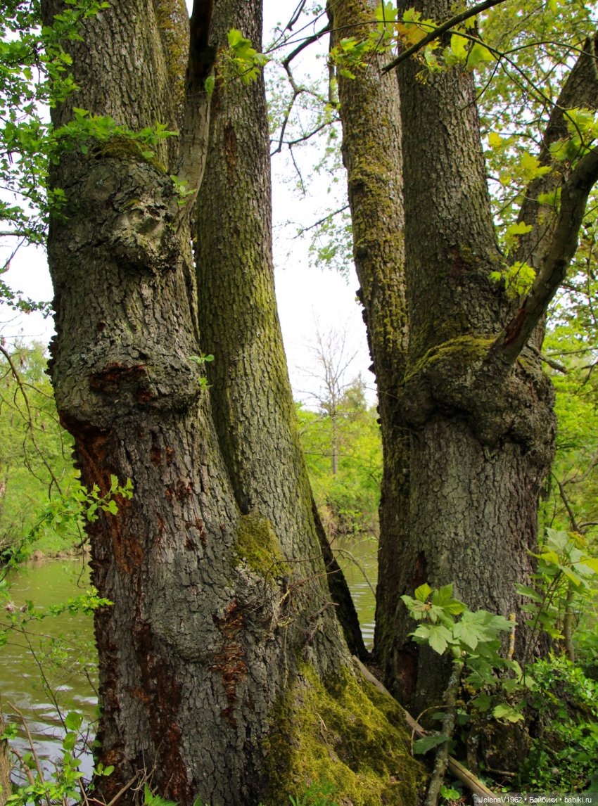 Куклы Хайди Отт и птицы в нашем городе