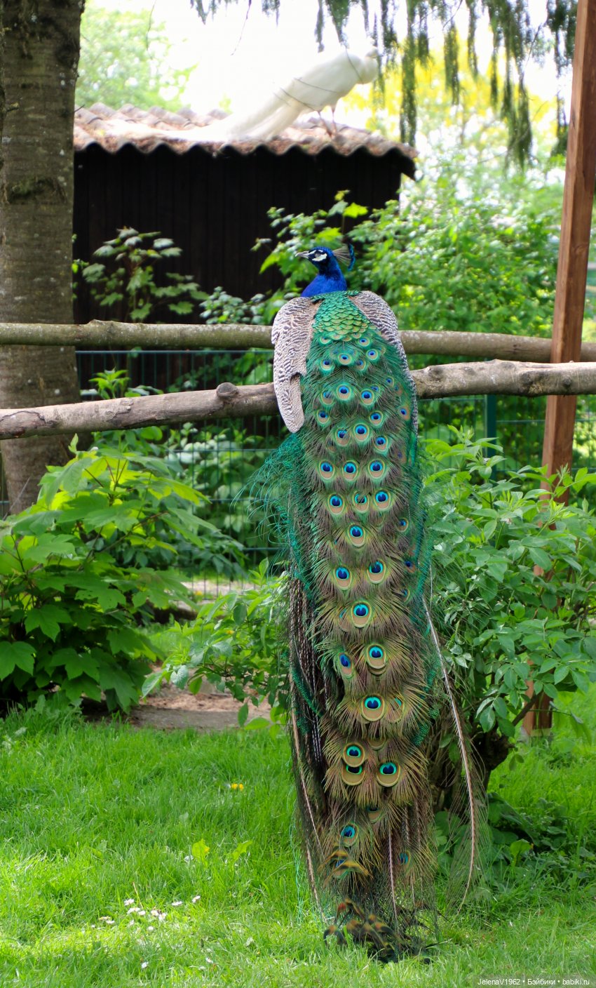 Куклы Хайди Отт и птицы в нашем городе