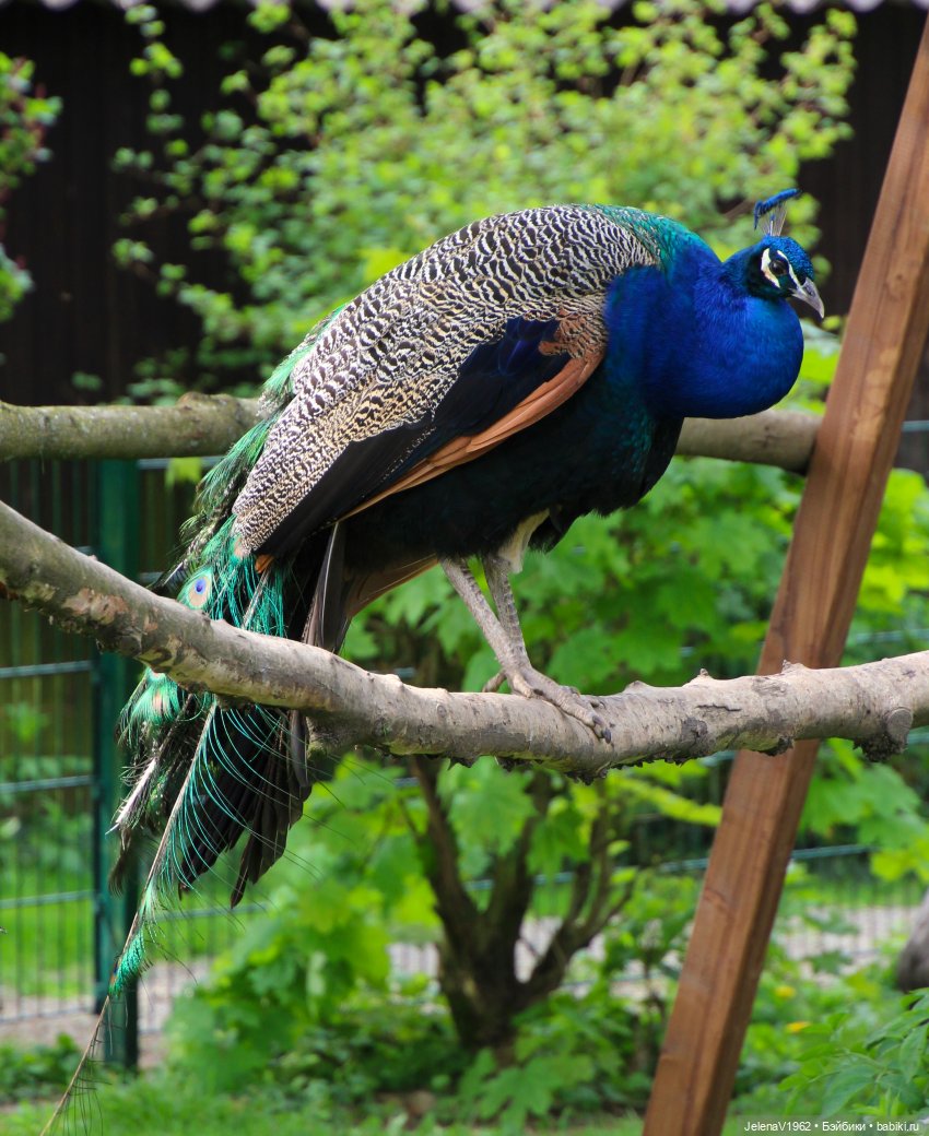 Куклы Хайди Отт и птицы в нашем городе