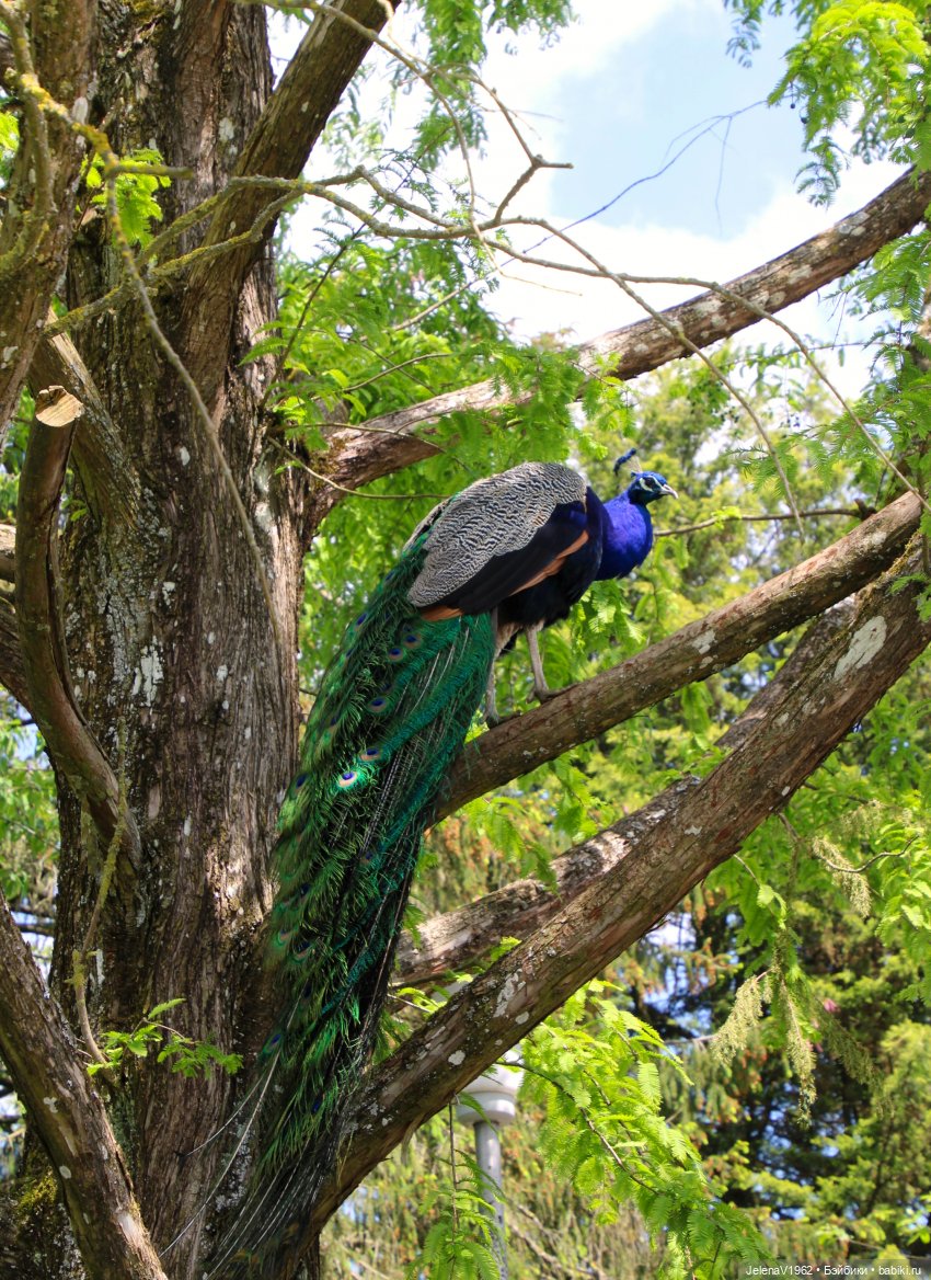 Куклы Хайди Отт и птицы в нашем городе
