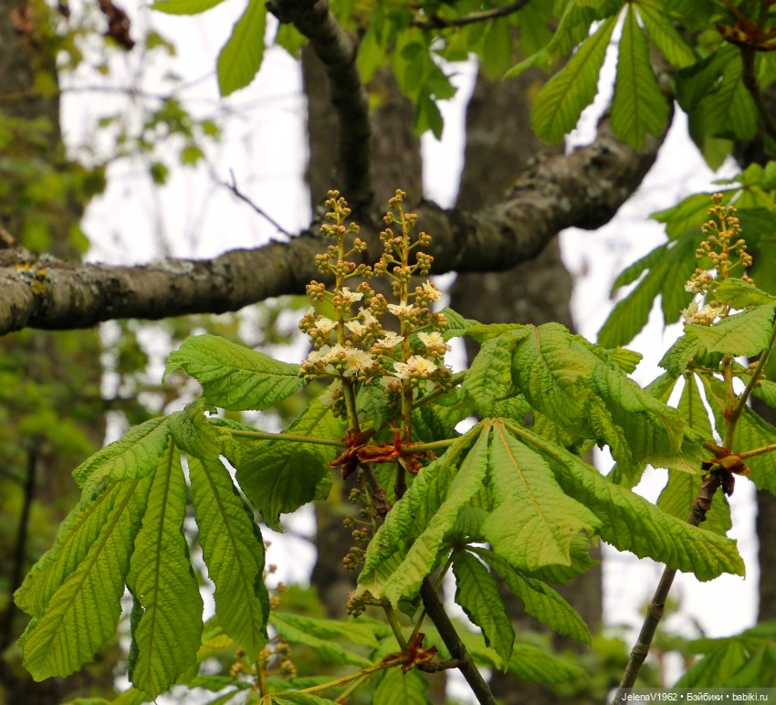 Куклы Хайди Отт и птицы в нашем городе