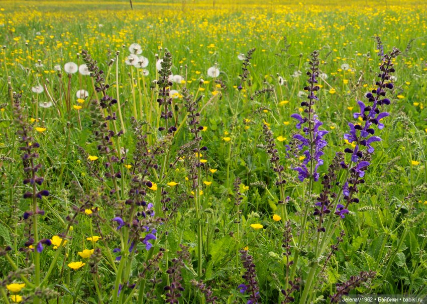 Куклы Хайди Отт и птицы в нашем городе