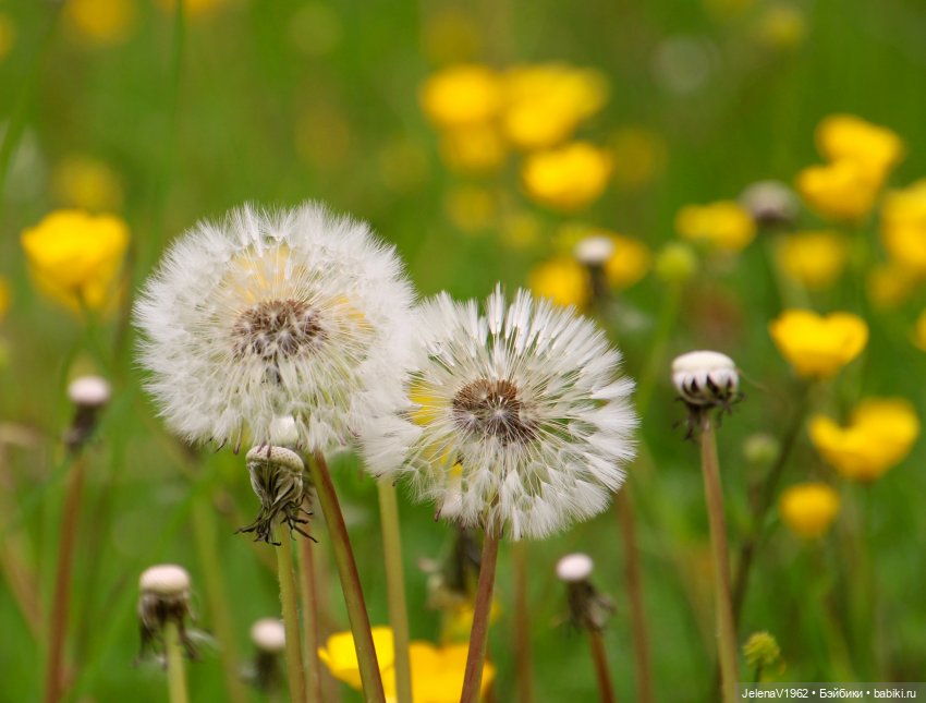 Куклы Хайди Отт и птицы в нашем городе