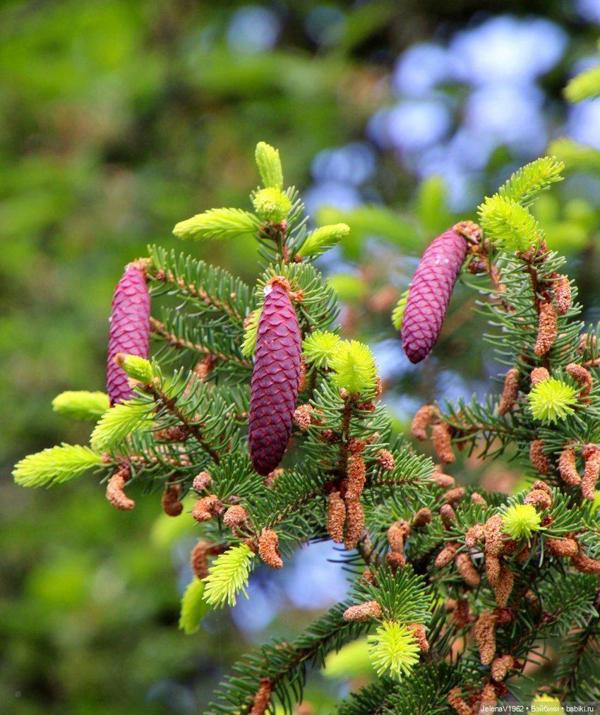 Куклы Хайди Отт и птицы в нашем городе