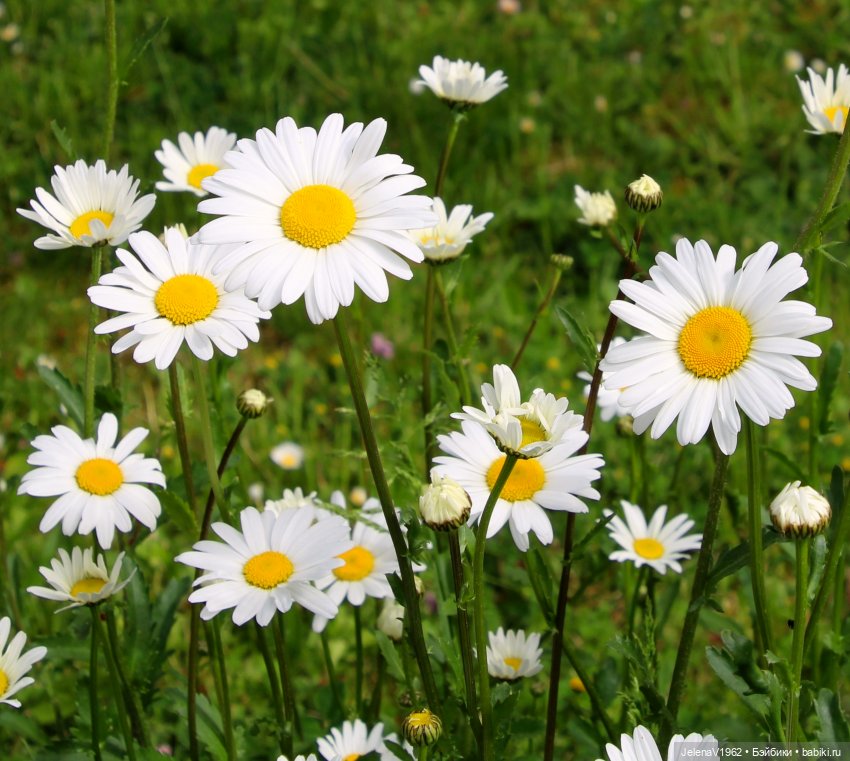 Куклы Хайди Отт и птицы в нашем городе