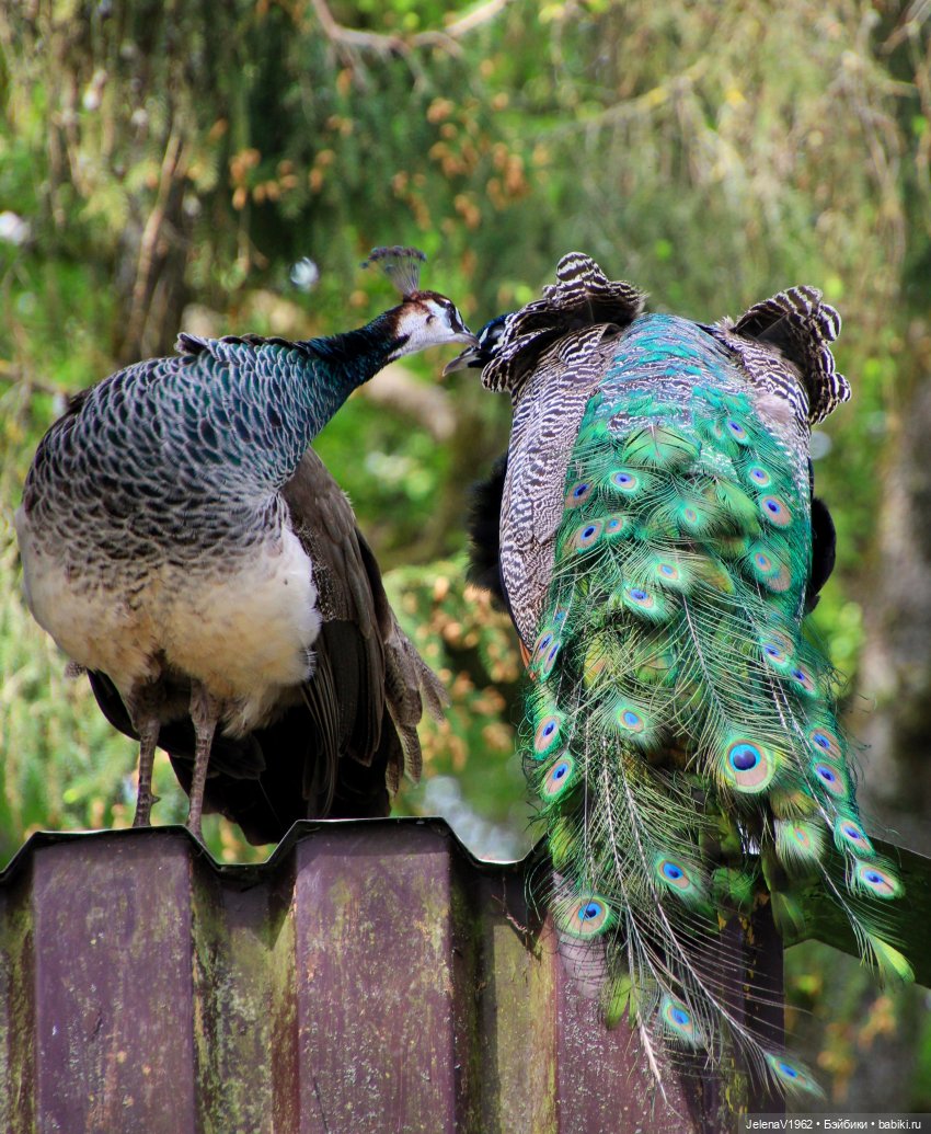 Куклы Хайди Отт и птицы в нашем городе