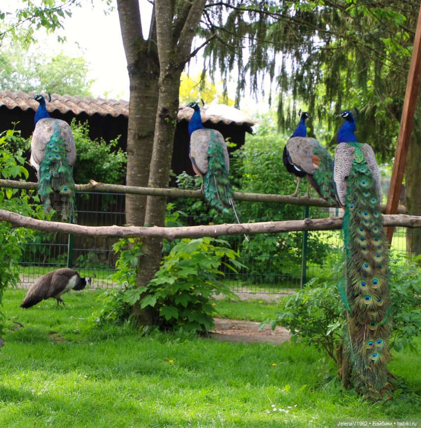 Куклы Хайди Отт и птицы в нашем городе