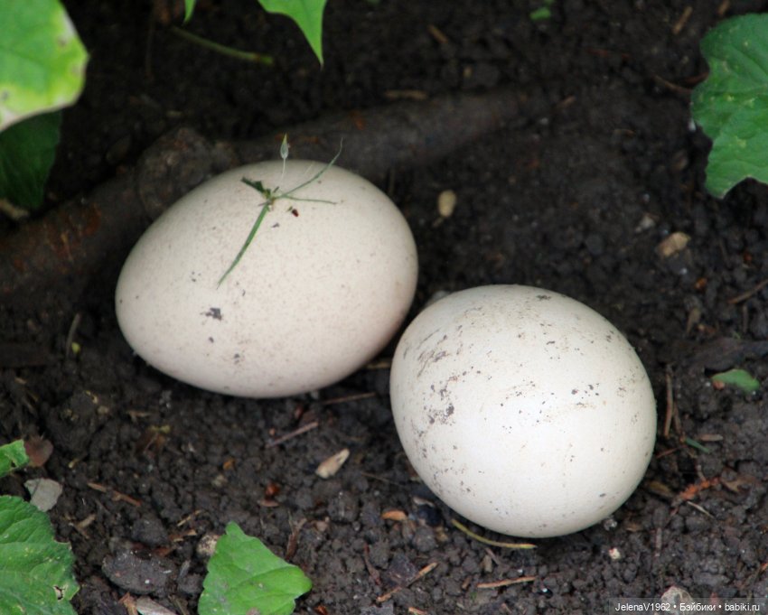 Куклы Хайди Отт и птицы в нашем городе
