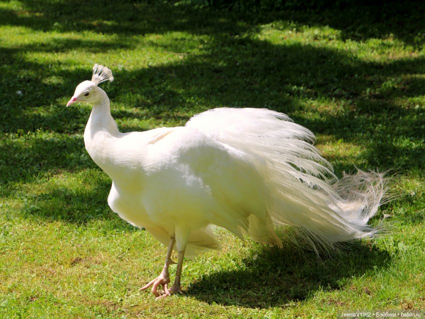 Куклы Хайди Отт и птицы в нашем городе