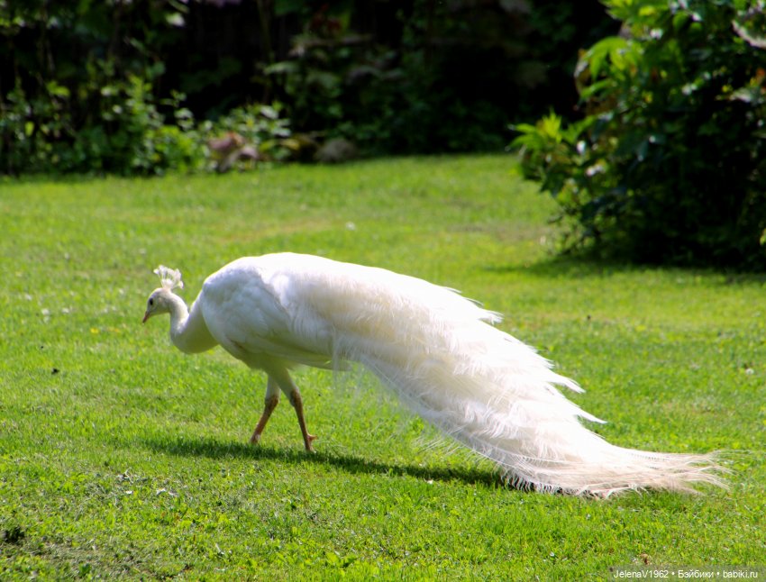 Куклы Хайди Отт и птицы в нашем городе