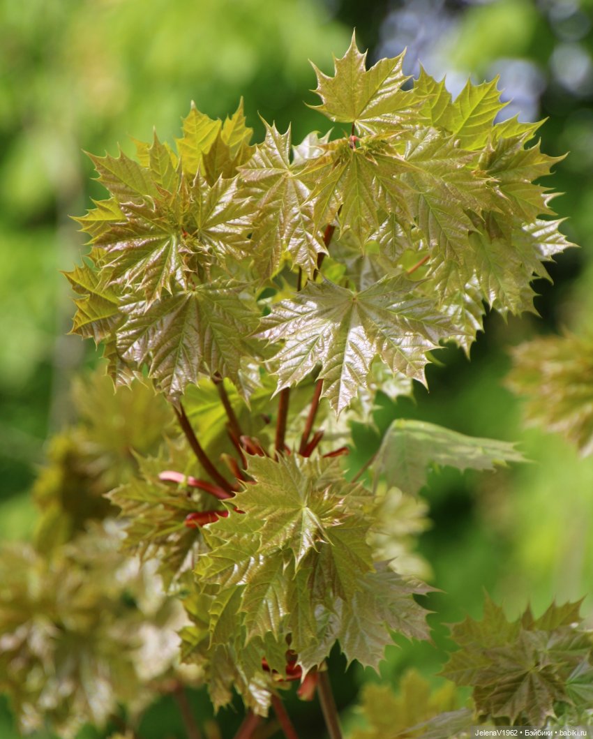Куклы Хайди Отт и птицы в нашем городе