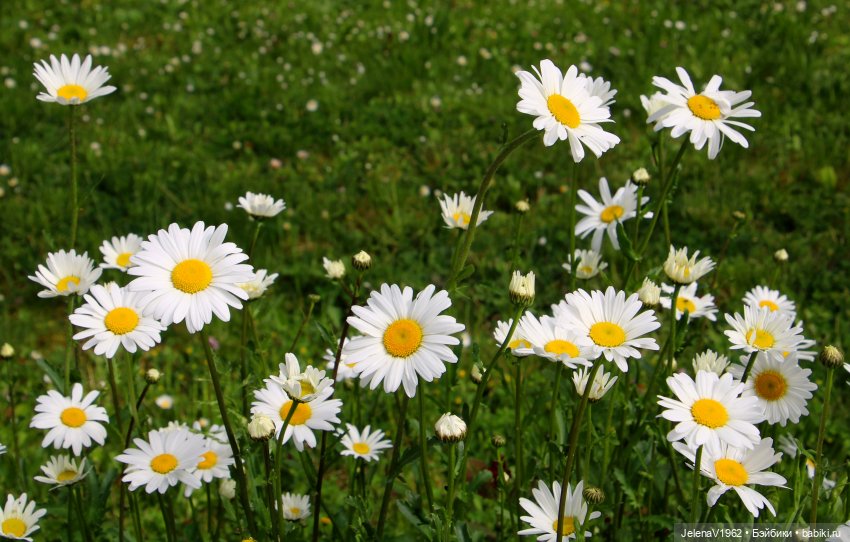 Куклы Хайди Отт и птицы в нашем городе