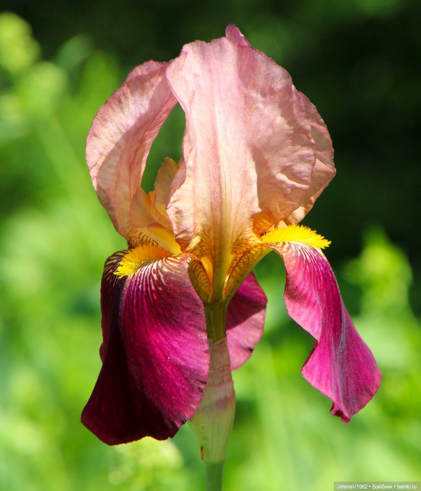 Куклы Хайди Отт и птицы в нашем городе