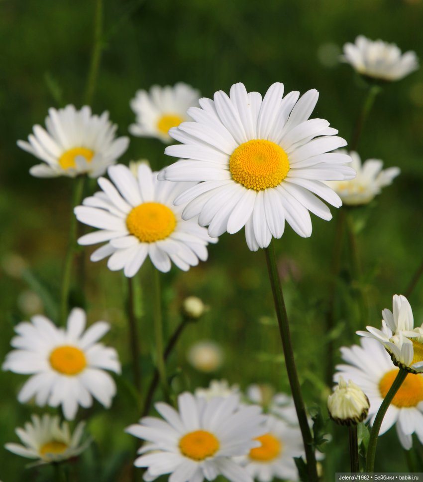 Куклы Хайди Отт и птицы в нашем городе