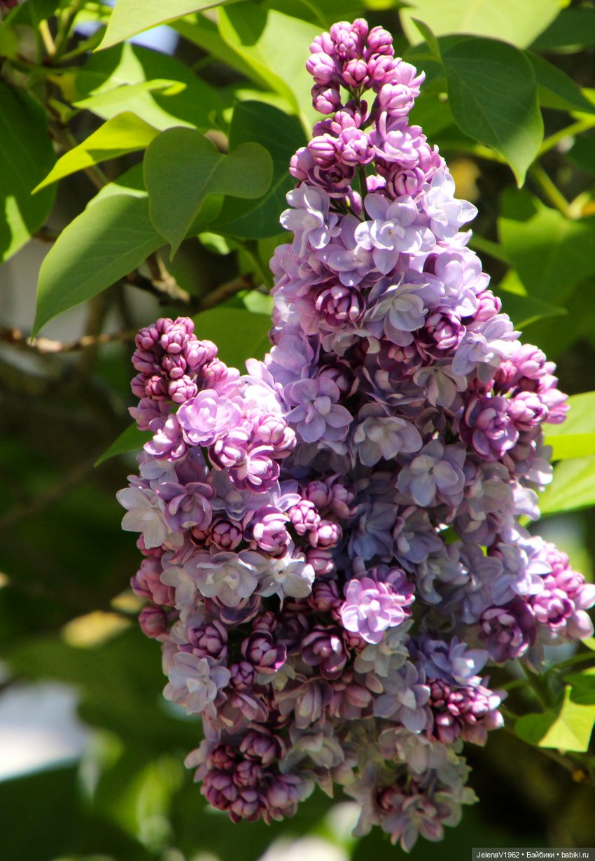 Куклы Хайди Отт и птицы в нашем городе