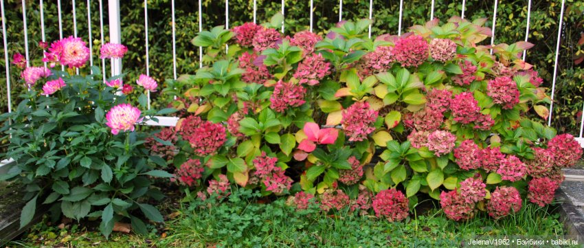 Ох, уж эти Мийки — Куклы Nines d'Onil (Нинес): Миа (Mia)