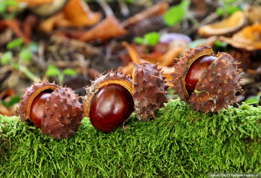 Ох, уж эти Мийки — Куклы Nines d'Onil (Нинес): Миа (Mia)