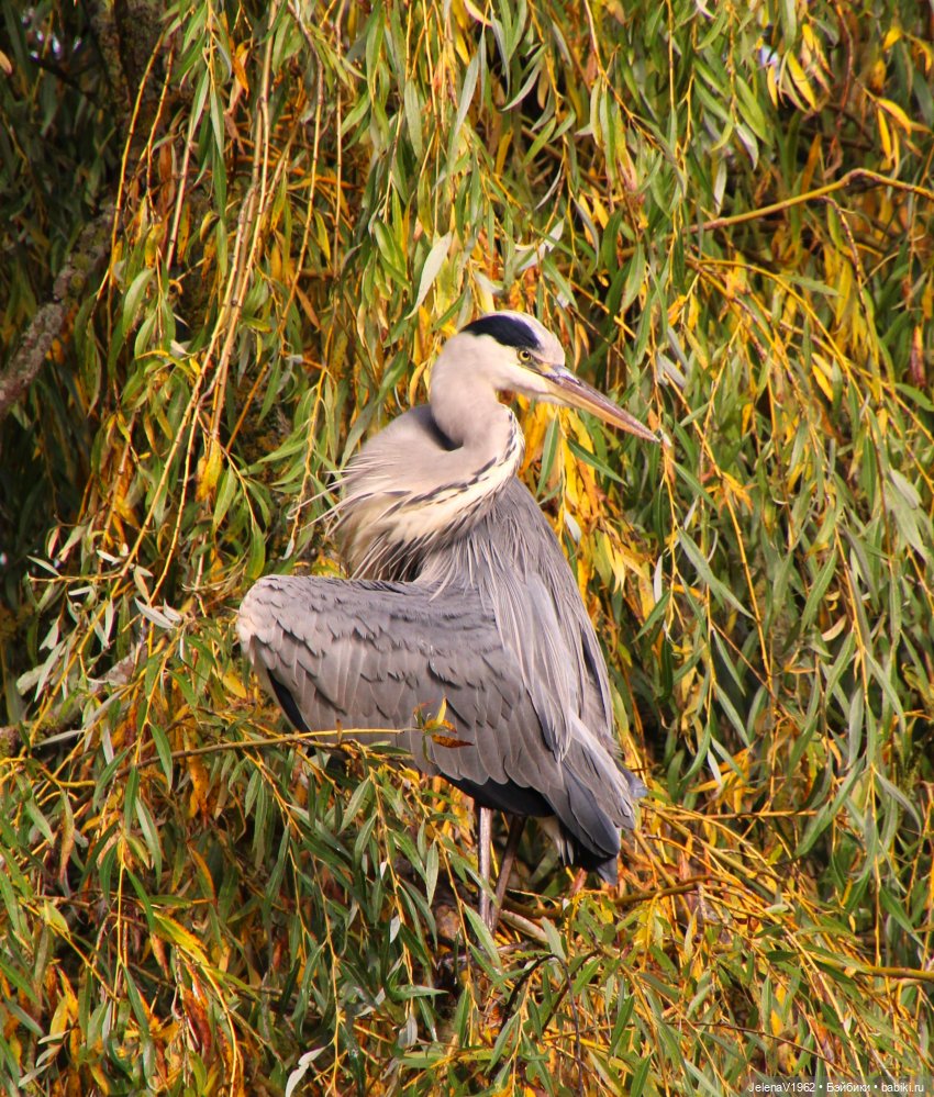 Ох, уж эти Мийки — Куклы Nines d'Onil (Нинес): Миа (Mia)