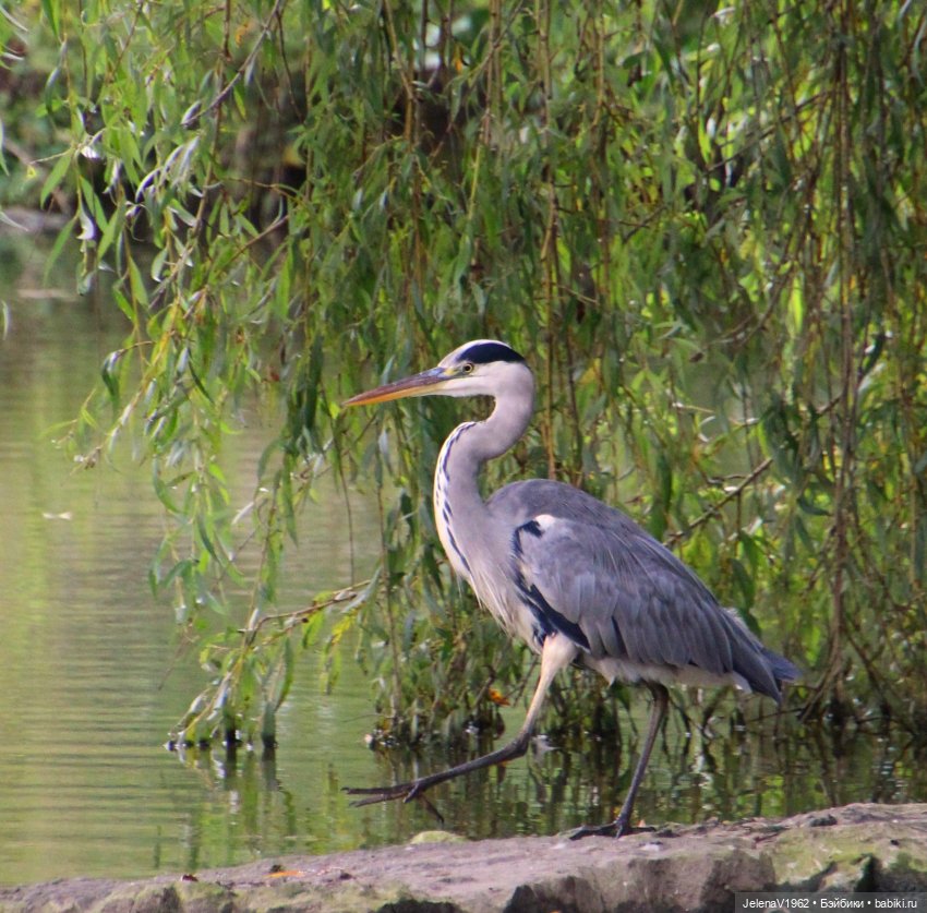 Ох, уж эти Мийки — Куклы Nines d'Onil (Нинес): Миа (Mia) (фото 10)